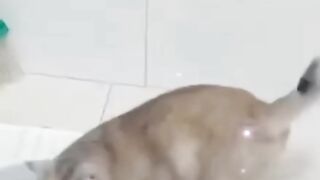 Just funny cats short videos 2023