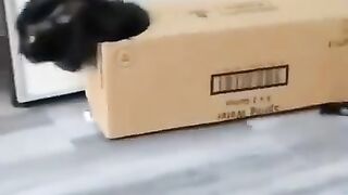 Funny Animal Videos Funniest Dogs And Cat