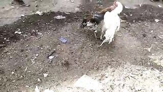 Wite aseel hera murga lari