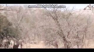 Pets or Animals Videos 22-2-2023-12