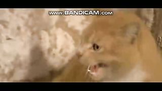 Pets or Animals Videos 22-2-2023-13