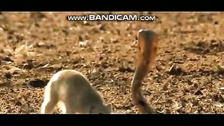 Pets or Animals Videos 22-2-2023-14
