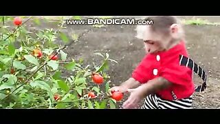 Pets or Animals Videos 22-2-2023-18