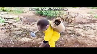 Pets or Animals Videos 22-2-2023-19