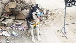 Aj Hum na ???? DOG and photo frame ???? Raza marke gay ✨❤️????