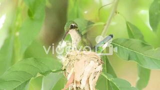 Female Glittering-bellied Emerald hummingbird nuilding a nest
