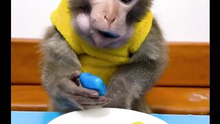 Amazing Monkey's Cute Action