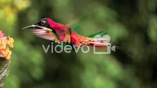 Extreme close up of a crimson topaz gorget hummingbird hovering in slow motion
