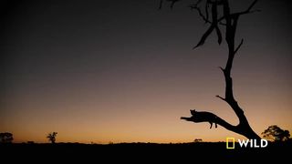 Leopard's Rock (Full Episode) | Savage Kingdom