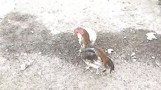 Aseel hera murga fight wite hen fight