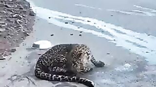 An injured chitah in kaghan