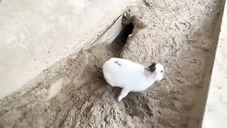 Sport rabbit bunny