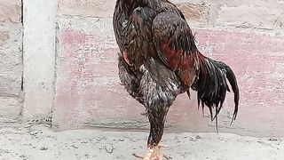 Beautiful Punjabi aseel