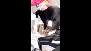 cute cat funny moments ????????