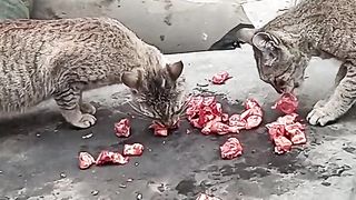 Funny cats