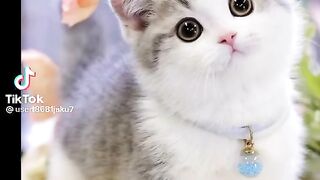 New tiktok funny animals videos. funny cat video new 2023 follow me please.