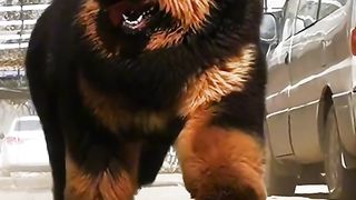 Beautiful dog ????????????????