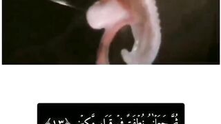 Quran translate