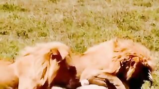 lion attack