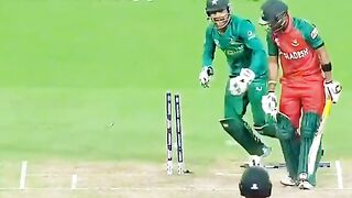 Cricket lover