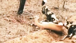 wild dogs eating a deer brutally