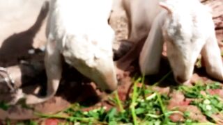 Rajnpuri Goats
