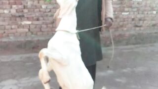 peura Gulabi Goats