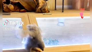 Pet Quail.
