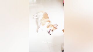 Funniest Animals ???? Funny Dogs and Cats Videos 2023 ????????