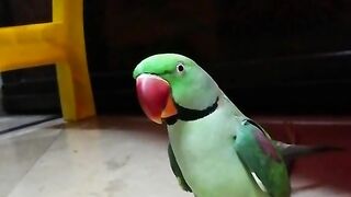 parrot speaking |beautiful parrot