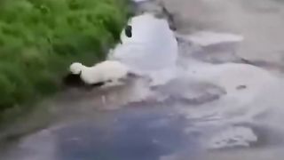 Кошка прикол