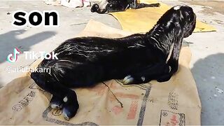 Tik tok vedio