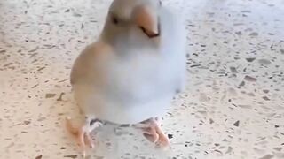 Funny animal dance