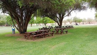 Al ain zoo.
