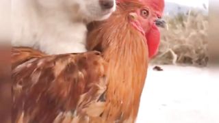 Chick and dogg love