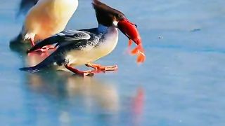Beautiful bird eating fish