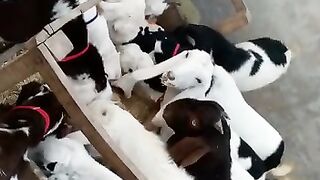 Beutifull male & female Goats
