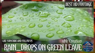 Raindrops on green leave | HD Motion Footage | vMc Creation