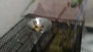 Parrot mito