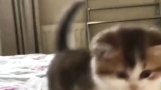 funny cat(;