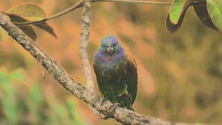 Green parrot amazing birds video