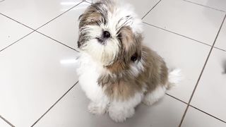 pets & animals dogs