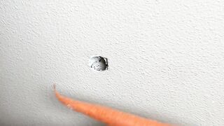 Why you should hide a carrot in your wall