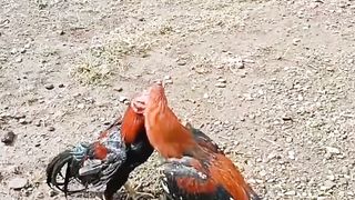 Cock fight / roster fights
