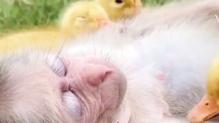 Little ducks and little monkey???? love????