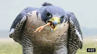 Animal find food method