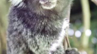 10 Remarkable Animals Found in the Rainforest #shorts