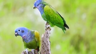 Parrot video