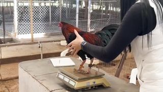 thai aseel rooster
