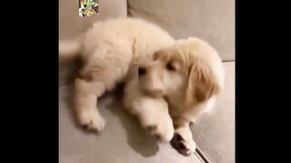 Funny  Cats   and  Dogs  - Awesome Funny  Animals Videos. Episode # 20